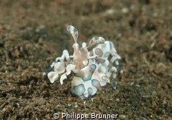 Arlequin shrimp by Philippe Brunner 